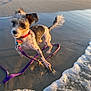 dog, small_dog, beach, water, ocean, waves, sand, leash, collar, sunlight, sunset, playful, pet, animal, outdoor, shore, wet, paw, fun, summer