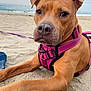 dog, beach, sand, harness, leash, brown_dog, canine, outdoor, pet, animal, closeup, relaxed, calm, ocean, sky, summer, nature, ears, snout, portrait