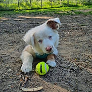 Lexie participe au concours pour gagner de l'argent avec cette photo : puppy, dog, tennis_ball, dirt, outdoor, park, trees, greenery, sunlight, playful, pet, animal, young_dog, cute, fur, blue_eyes, collar, nature, fence, ground