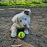 puppy, dog, tennis_ball, dirt, outdoor, park, trees, greenery, sunlight, playful, pet, animal, young_dog, cute, fur, blue_eyes, collar, nature, fence, ground