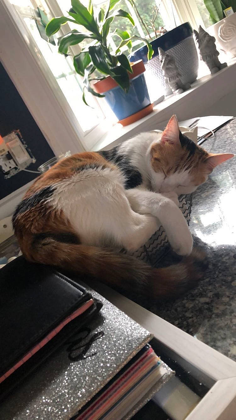 Cali is registered to the contest to win money with this photo: carnivore, cat, comfort, companion_dog, domestic_short_haired_cat, fawn, felidae, flooring, fur, hardwood, houseplant, mammal, paw, plant, room, small_to_medium_sized_cats, tail, vertebrate, whiskers, wood