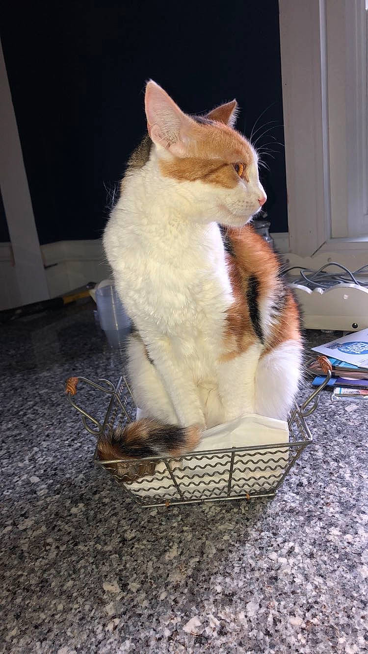 Cali joined the competition — help win amazing prizes! carnivore, cat, claw, domestic_short_haired_cat, door, fawn, felidae, flooring, fur, paw, sitting, small_to_medium_sized_cats, snout, tail, whiskers, wood