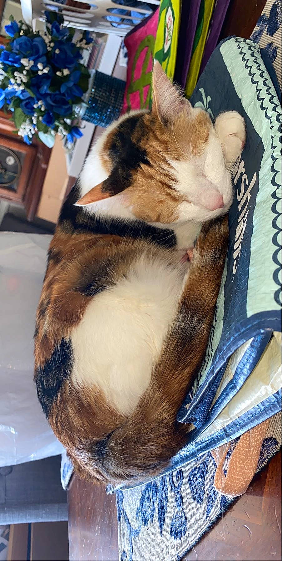 Cali is registered to the contest to win money with this photo: carnivore, cat, claw, comfort, companion_dog, domestic_short_haired_cat, eyewear, felidae, fur, human_leg, lap, nap, paper_product, paw, small_to_medium_sized_cats, tail, tree, whiskers