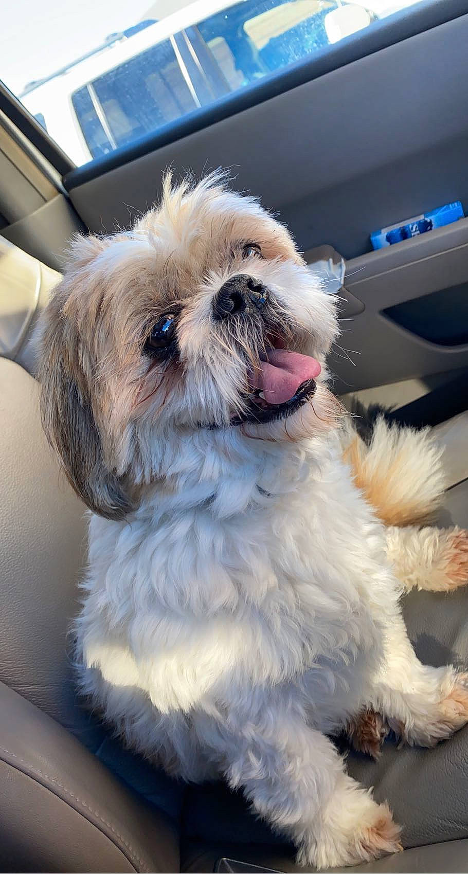 Fabio joined the competition — help win amazing prizes! canidae, carnivore, comfort, companion_dog, dog, dog_breed, dog_collar, fawn, fur, liver, maltepoo, shih_poo, shih_tzu, small_terrier, snout, sporting_group, tail, terrier, toy_dog, working_animal