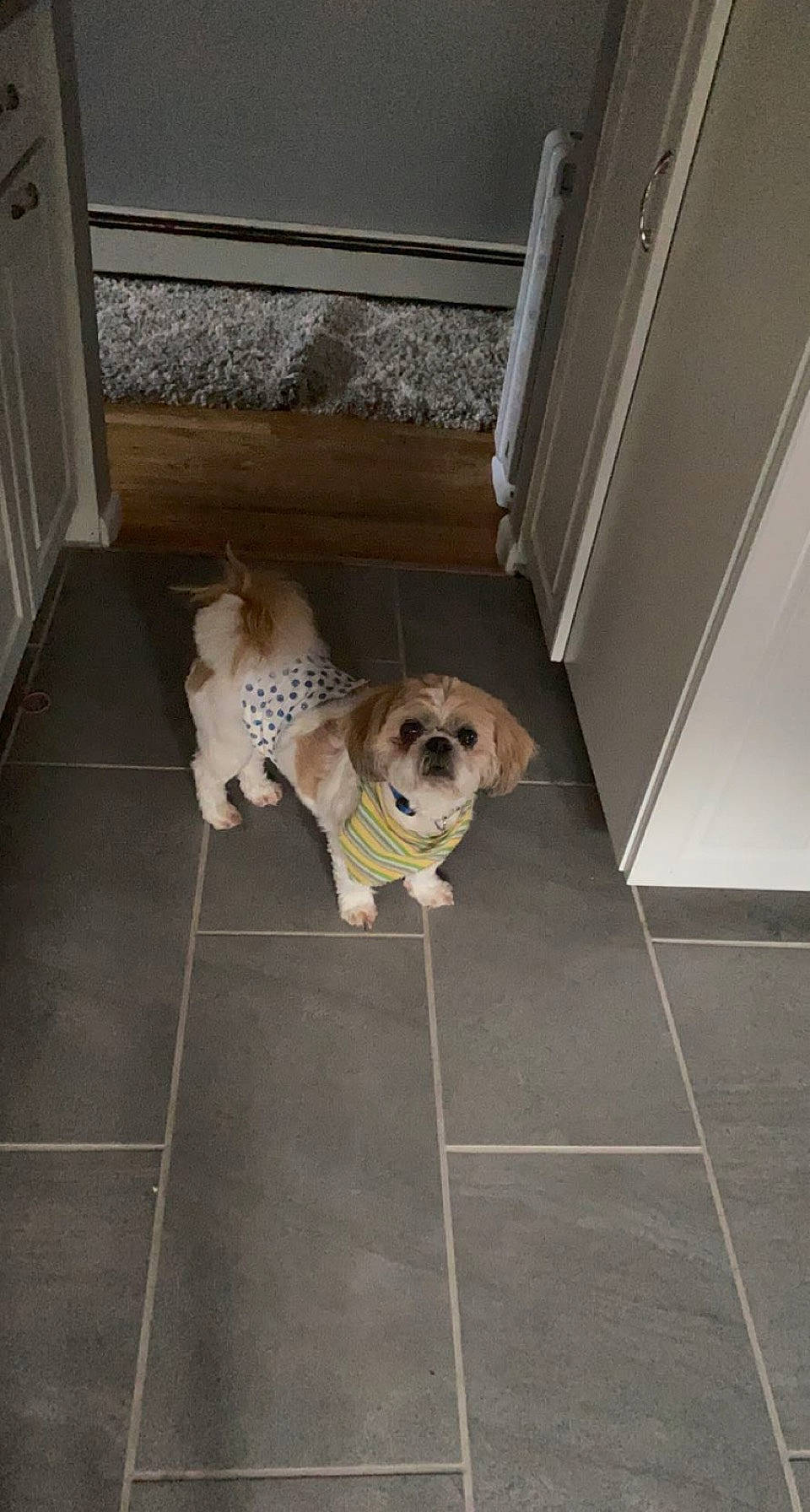 Fabio joined the competition — help win amazing prizes! canidae, carnivore, companion_dog, dog, dog_breed, dog_collar, dog_supply, door, fawn, floor, flooring, hardwood, pet_supply, snout, sporting_group, tail, tile_flooring, toy_dog, wood, working_animal