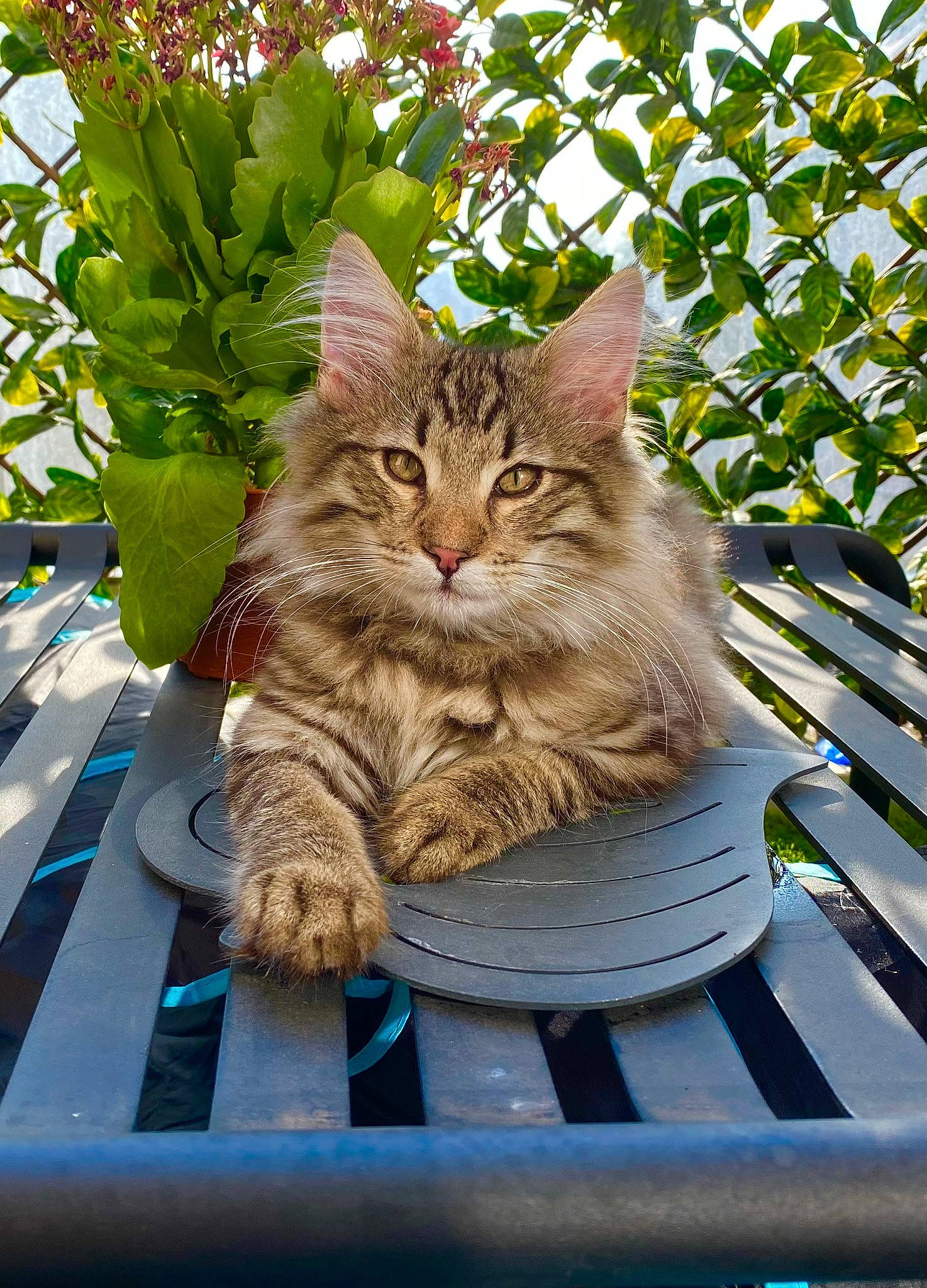 Tony participe au concours pour gagner de l'argent avec cette photo : blue, carnivore, cat, domestic_short_haired_cat, fawn, felidae, flowerpot, fur, grass, plant, sitting, small_to_medium_sized_cats, snout, tail, terrestrial_animal, tree, whiskers, wildlife, window, wood