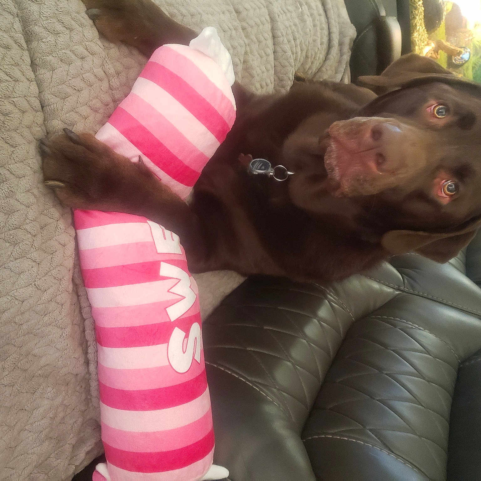 Duke is registered to the contest to win money with this photo: canidae, carmine, carnivore, comfort, companion_dog, couch, dog, dog_breed, dog_supply, fashion_accessory, fawn, fur, human_leg, liver, magenta, pattern, snout, sporting_group, whiskers, working_animal