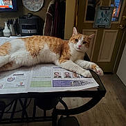 Pj joined the competition — help win amazing prizes! cat, orange_and_white_cat, newspaper, table, kitchen, clock, television, door, welcome_sign, flooring, chair, appliance, home_interior, pet, feline, relaxed, indoor, curious, animal, fur