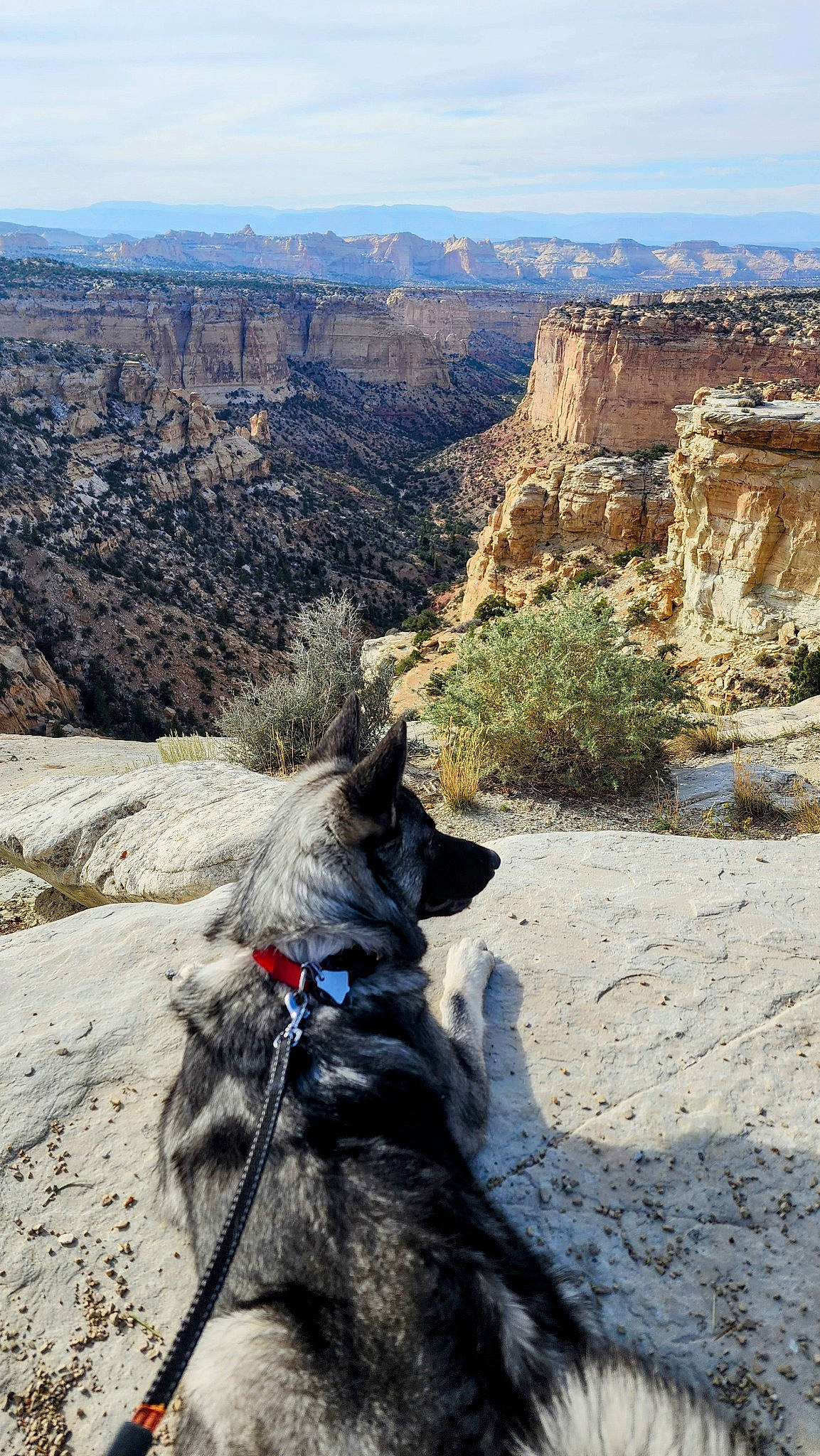 Smokey joined the competition — help win amazing prizes! bedrock, carnivore, cloud, dog, dog_breed, fault, formation, geological_phenomenon, landscape, mountain, outcrop, pack_animal, plant, plateau, recreation, rock, sky, terrain, valley, working_animal