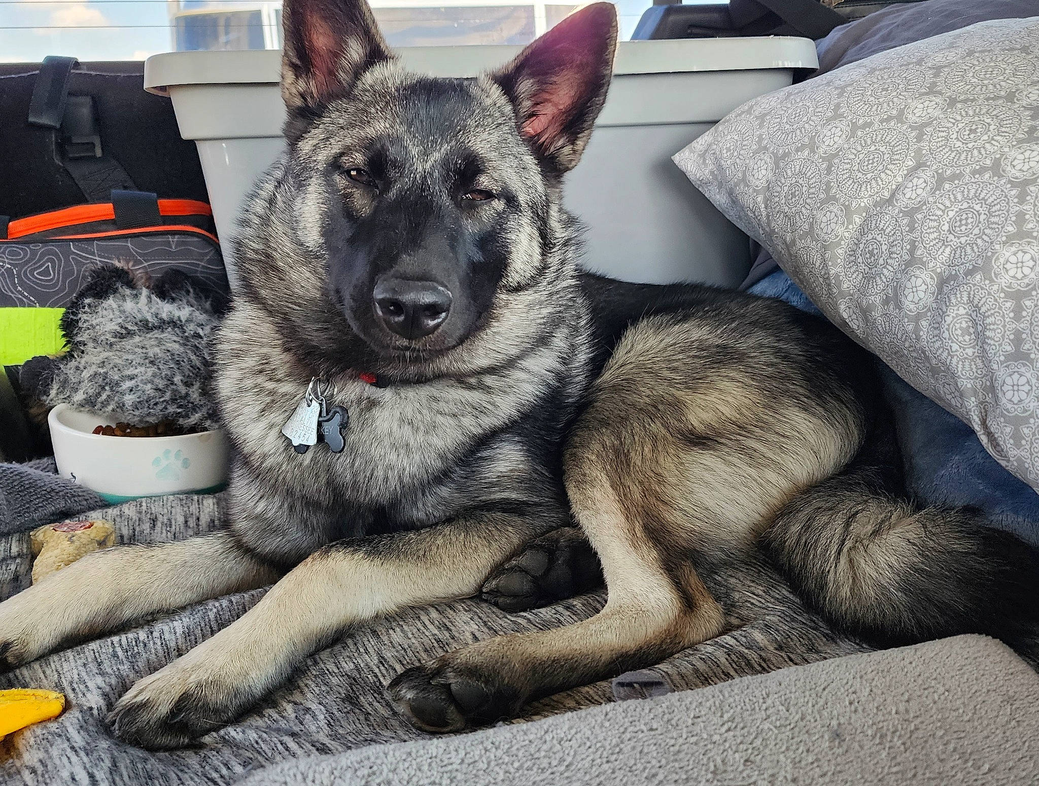 Smokey joined the competition — help win amazing prizes! canidae, canis, carnivore, comfort, companion_dog, couch, dog, dog_breed, east_european_shepherd, fur, german_shepherd_dog, grey, guard_dog, herding_dog, king_shepherd, old_german_shepherd_dog, sporting_group, terrestrial_animal, working_animal, working_dog