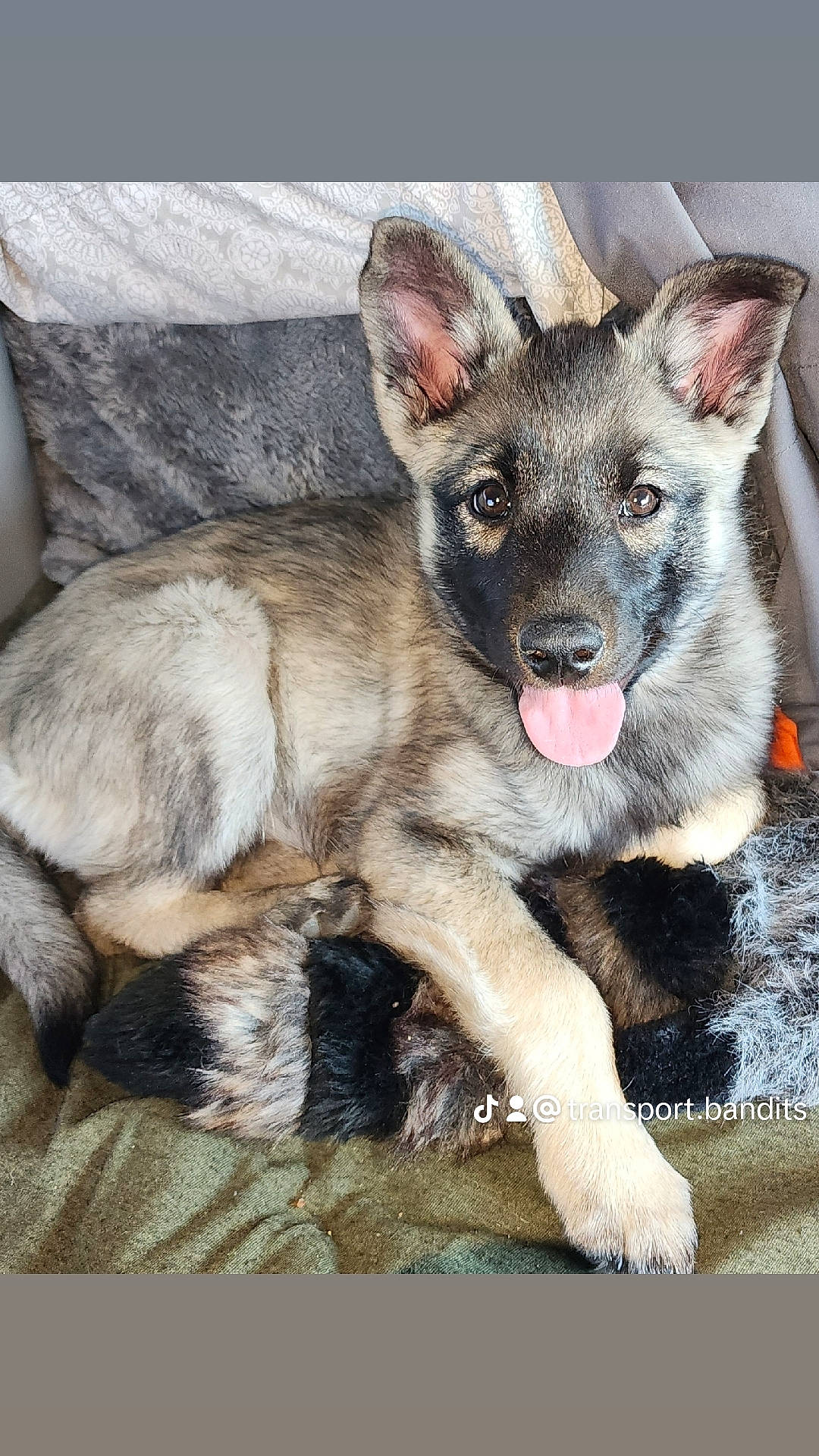 Smokey is registered to the contest to win money with this photo: canidae, carnivore, dog, dog_breed, fur, paw, snout, sporting_group, terrestrial_animal, whiskers, working_animal, working_dog