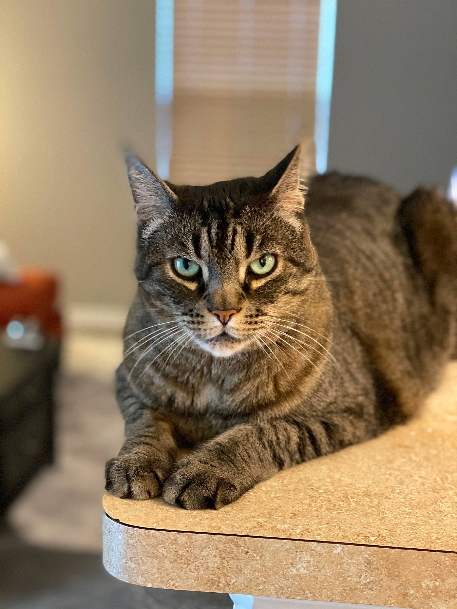 Joey is registered to the contest to win money with this photo: box, carnivore, cat, cat_furniture, cat_supply, domestic_short_haired_cat, felidae, fur, pet_supply, sitting, small_to_medium_sized_cats, snout, terrestrial_animal, whiskers, wildlife, wood