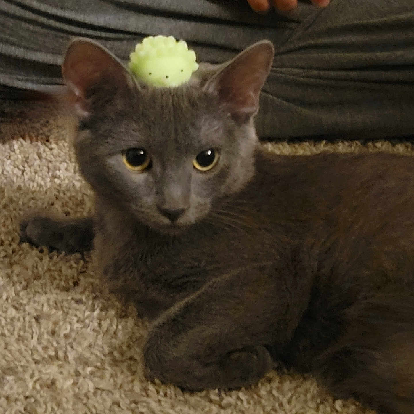 Sqeek joined the competition — help win amazing prizes! abyssinian, accessories, animal, baby, bodypart, cat, couch, finger, food, fruit, furniture, hand, hardwood, kitten, manx, person, pet, plant, produce, wood