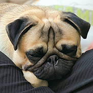 Viking participe au concours pour gagner de l'argent avec cette photo : dog, pug, sleeping, close_up, pet, animal, fur, wrinkles, face, black_ears, resting, cute, domestic_animal, mammal, canine, relaxed, snout, nose, whiskers, companion