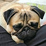 dog, pug, sleeping, close_up, pet, animal, fur, wrinkles, face, black_ears, resting, cute, domestic_animal, mammal, canine, relaxed, snout, nose, whiskers, companion