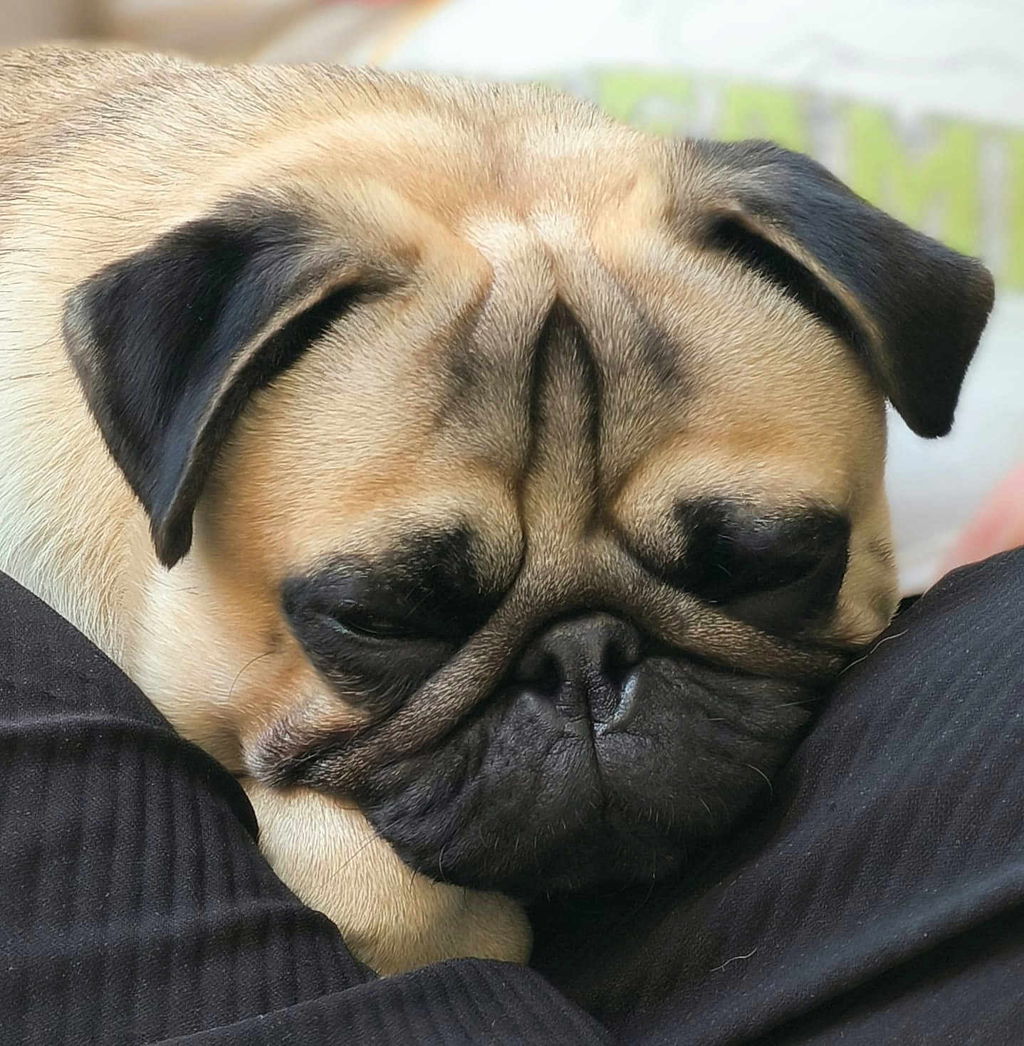 Viking participe au concours pour gagner de l'argent avec cette photo : dog, pug, sleeping, close_up, pet, animal, fur, wrinkles, face, black_ears, resting, cute, domestic_animal, mammal, canine, relaxed, snout, nose, whiskers, companion