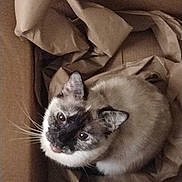 Silverstar is registered to the contest to win money with this photo: cat, siamese_cat, animal, pet, box, cardboard, packing_paper, indoors, home, brown, cream, blue_eyes, whiskers, portrait, sitting, curious, looking_up, furry, closeup, funny