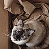 cat, siamese_cat, animal, pet, box, cardboard, packing_paper, indoors, home, brown, cream, blue_eyes, whiskers, portrait, sitting, curious, looking_up, furry, closeup, funny