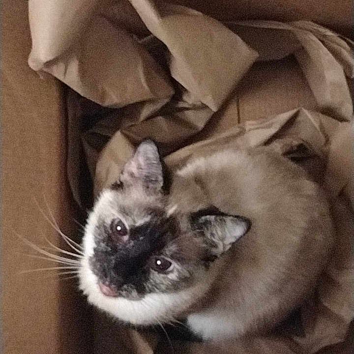 Silverstar is registered to the contest to win money with this photo: cat, siamese_cat, animal, pet, box, cardboard, packing_paper, indoors, home, brown, cream, blue_eyes, whiskers, portrait, sitting, curious, looking_up, furry, closeup, funny