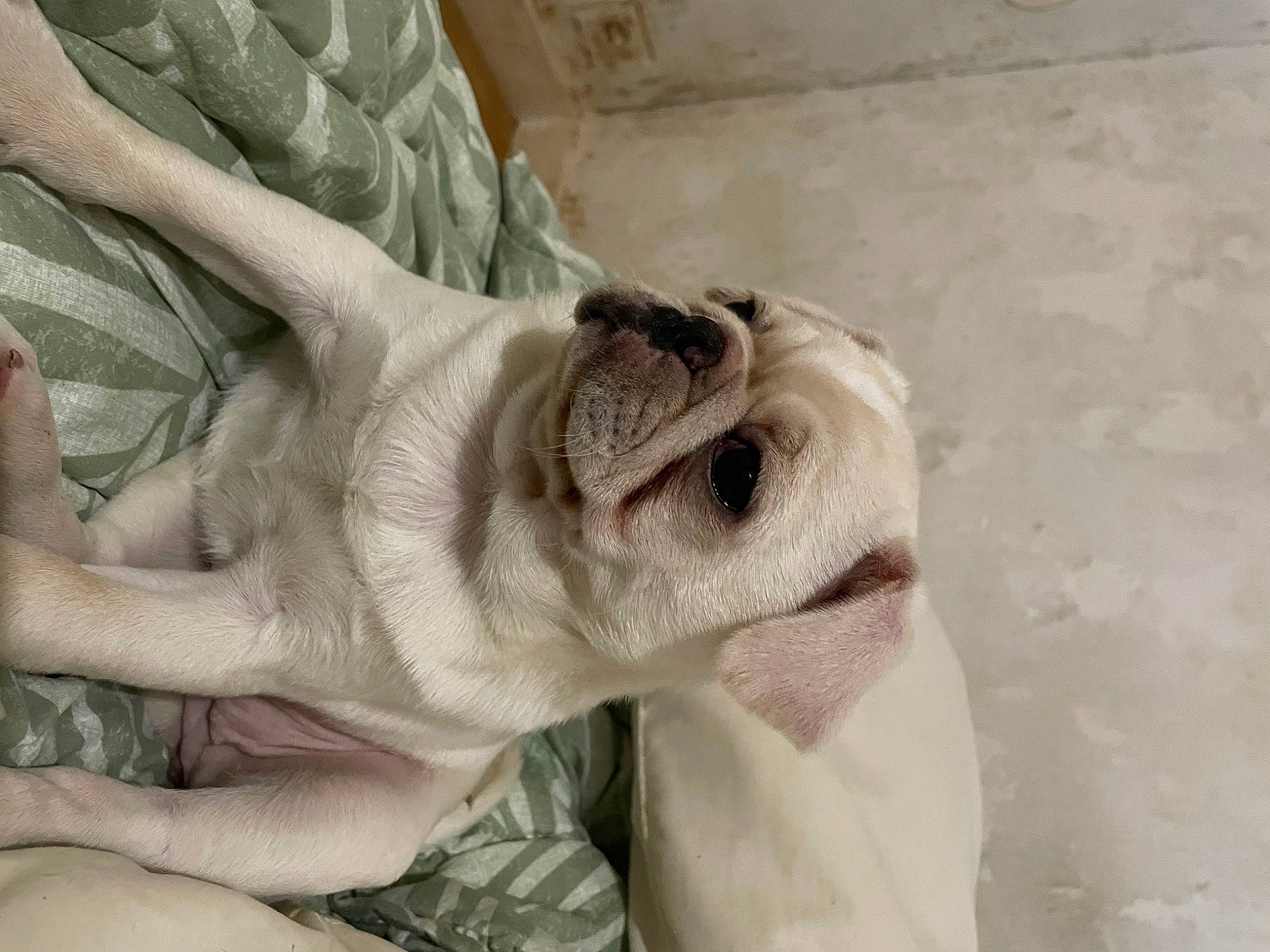 Luna a rejoint le concours — aidez-le/la à gagner de superbes lots ! carnivore, comfort, companion_dog, dog, dog_breed, eye, fawn, finger, fur, gesture, glasses, hand, jaw, linens, nail, sleeve, snout, sporting_group, sunglasses, wrinkle