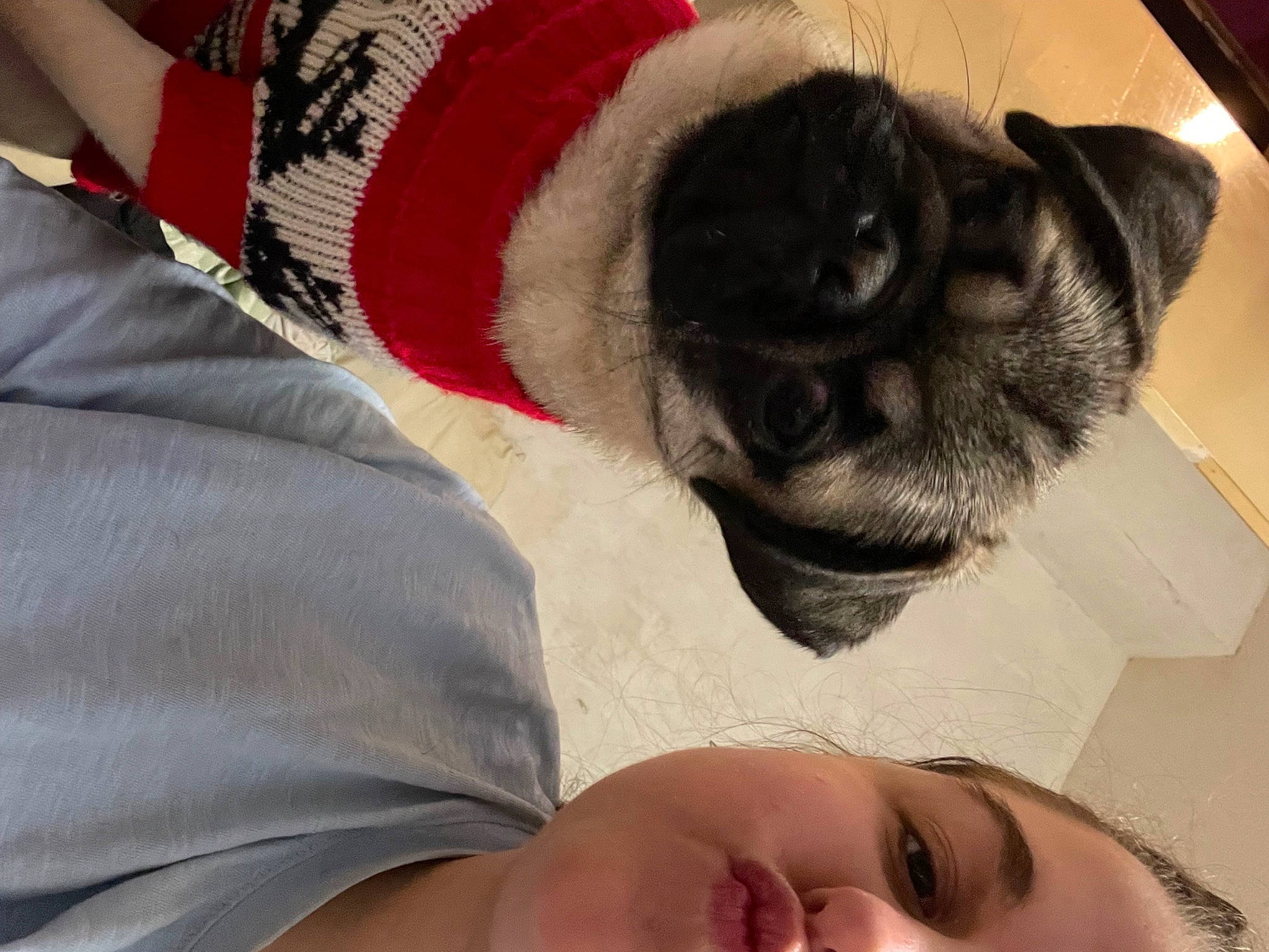 Liberty participe au concours pour gagner de l'argent avec cette photo : beard, carnivore, cat, chest, comfort, companion_dog, dog_breed, eyelash, fawn, felidae, fur, gesture, happy, human_leg, nose, small_to_medium_sized_cats, smile, snout, tail, whiskers