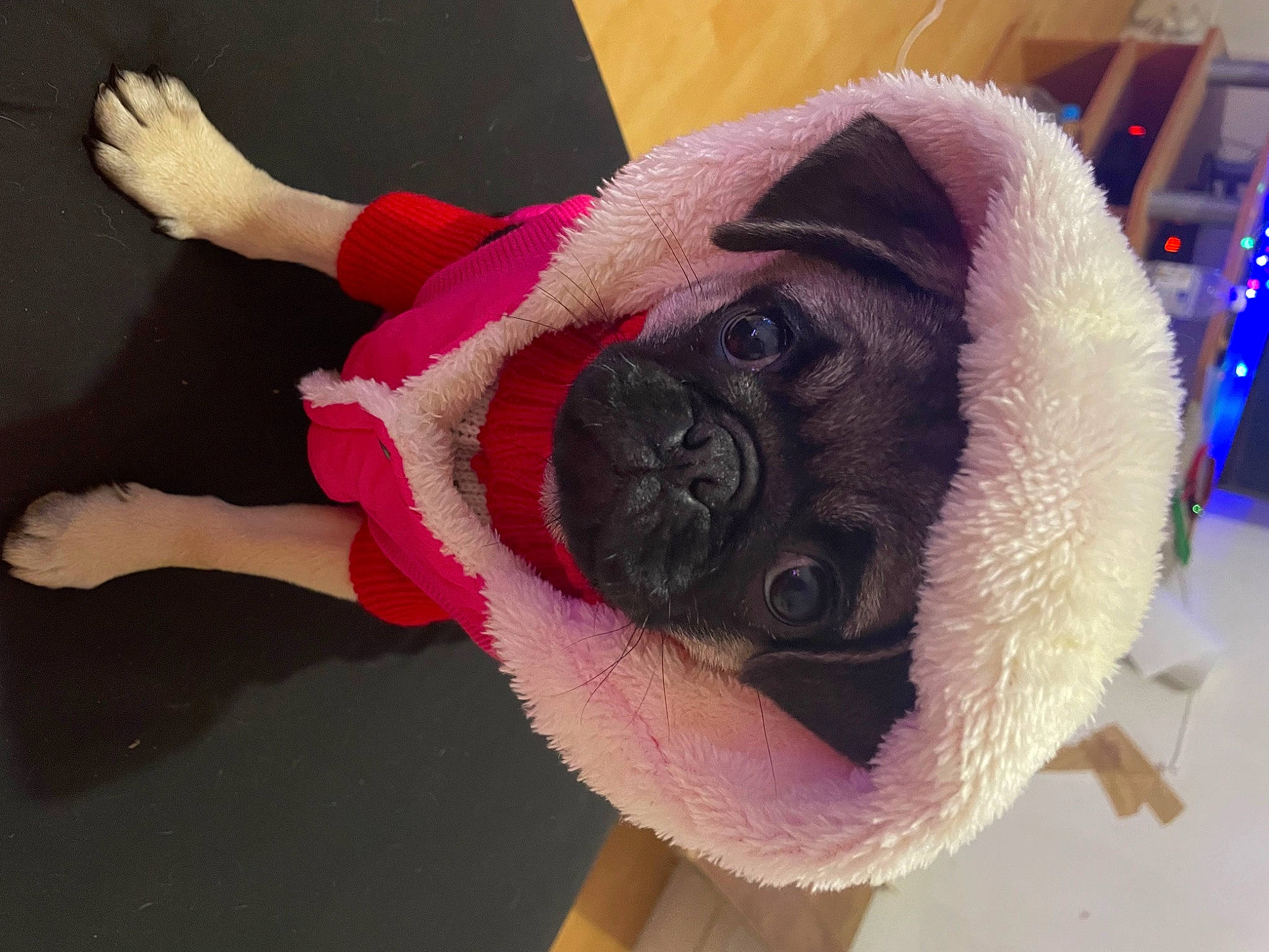 Liberty a rejoint le concours — aidez-le/la à gagner de superbes lots ! carmine, carnivore, companion_dog, dog, dog_breed, fashion_accessory, fawn, fun, fur, magenta, pink, plant, plush, purple, selfie, snout, stuffed_toy, toy, toy_dog, wool