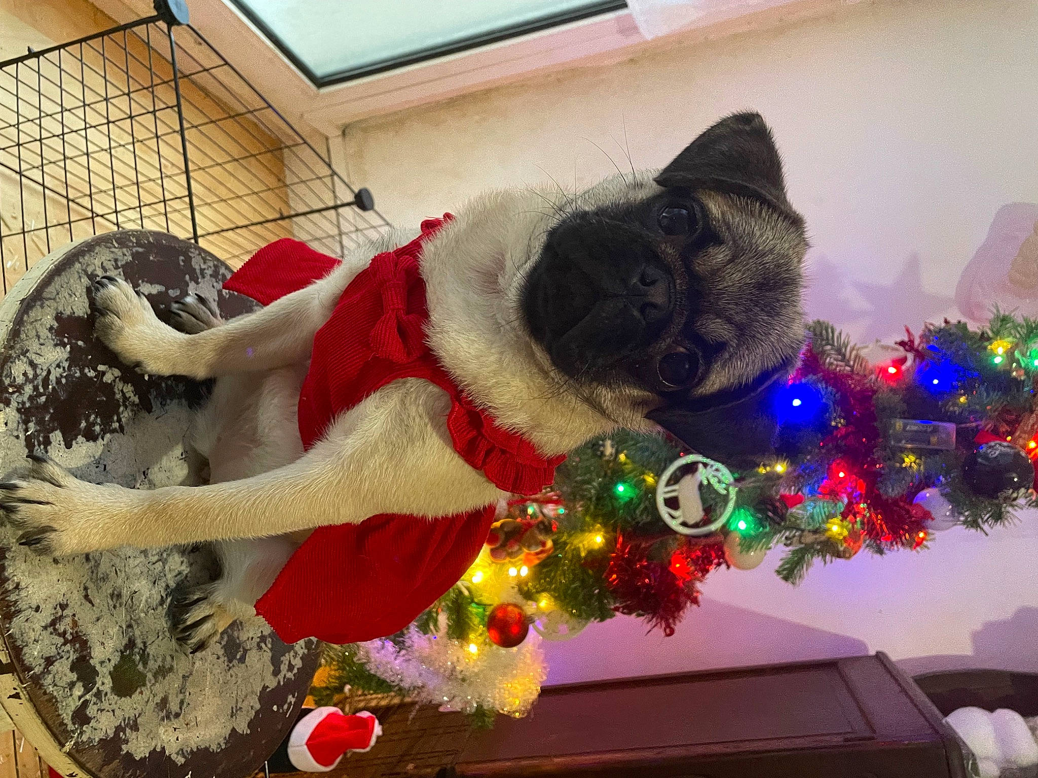 Liberty participe au concours pour gagner de l'argent avec cette photo : carnivore, cat, christmas, christmas_decoration, christmas_eve, christmas_ornament, christmas_tree, event, fawn, felidae, fur, holiday, holiday_ornament, light, ornament, plant, small_to_medium_sized_cats, tail, whiskers, window