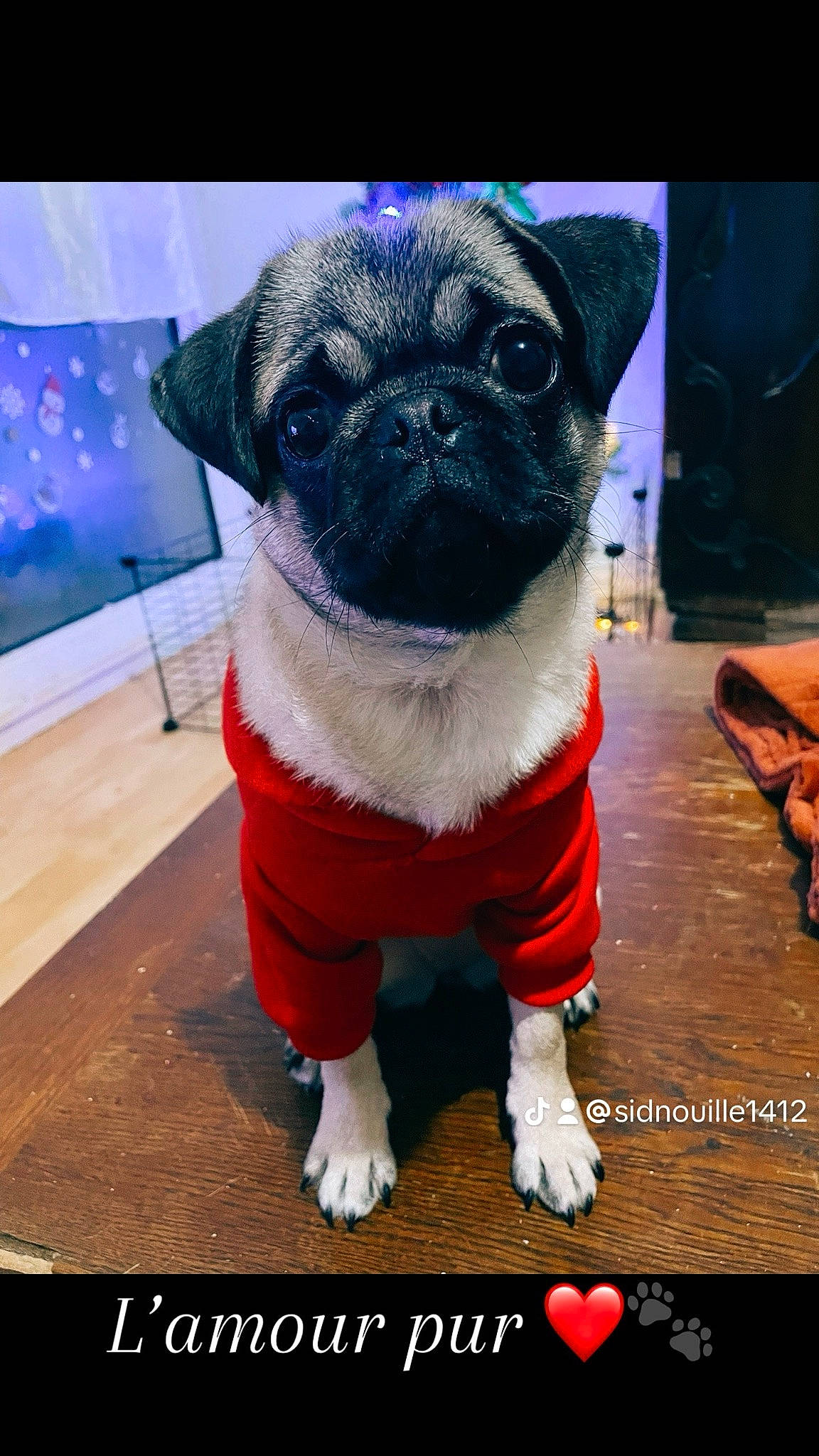 Liberty a rejoint le concours — aidez-le/la à gagner de superbes lots ! art, canidae, carnivore, companion_dog, dog, dog_breed, dog_clothes, dog_supply, electric_blue, event, fawn, fur, magenta, non_sporting_group, pet_supply, pug, snout, toy_dog, whiskers, working_animal