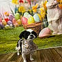 animal, backdrop, bandana, basket, black_and_white, colorful, cute, decorated_eggs, dog, easter_theme, festive, flooring, flowers, green_grass, indoor, pet, portrait, small_dog, white_bunny, wooden_floor