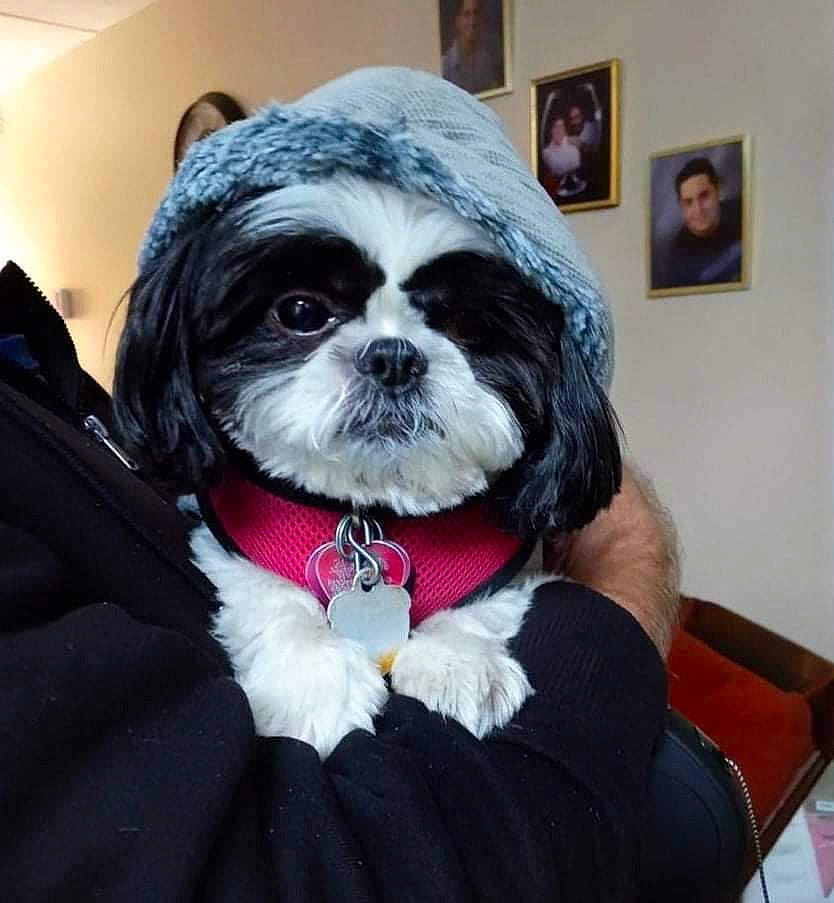 Holly Meketsy is registered to the contest to win money with this photo: canidae, carnivore, chair, collar, comfort, companion_dog, dog, dog_breed, dog_supply, eyewear, fur, liver, personal_protective_equipment, pet_supply, picture_frame, shih_tzu, snout, sporting_group, toy_dog, working_animal
