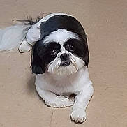 Holly Meketsy joined the competition — help win amazing prizes! adorable, animal, black_and_white, calm, canine, companion, cute, dog, domestic_animal, floor, friend, fur, indoor, looking_up, lying_down, pet, portrait, quiet, small_dog, tail