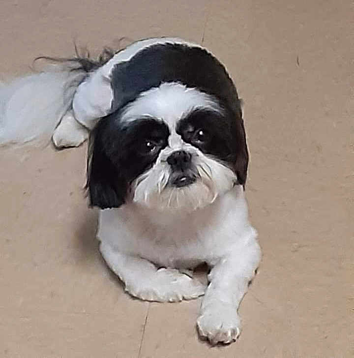 Holly Meketsy joined the competition — help win amazing prizes! adorable, animal, black_and_white, calm, canine, companion, cute, dog, domestic_animal, floor, friend, fur, indoor, looking_up, lying_down, pet, portrait, quiet, small_dog, tail