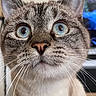 Creed a rejoint le concours — aidez-le/la à gagner de superbes lots ! cat, close_up, portrait, blue_eyes, whiskers, furry, gray_fur, white_fur, tabby, animal, pet, face, eyes, nose, ears, indoor, focused, curious, photography, front_view