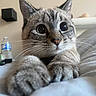 Creed participe au concours pour gagner de l'argent avec cette photo : cat, gray_cat, feline, pet, animal, close_up, portrait, wide_eyes, whiskers, ears, fur, paws, bed, bedroom, indoors, cozy, curious, lying_down, water_bottle, photography