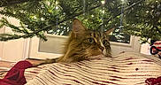 Nova is registered to the contest to win money with this photo: cat, christmas_tree, tree_skirt, holiday, festive, lights, indoor, curious, fluffy, decorations, peeking, cozy, home, celebration, pet, animal, greenery, ornaments, seasonal, soft_lighting