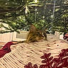 animal, cat, celebration, christmas_tree, cozy, curious, decorations, festive, fluffy, greenery, holiday, home, indoor, lights, ornaments, peeking, pet, seasonal, soft_lighting, tree_skirt
