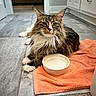 Nova is registered to the contest to win money with this photo: cat, fluffy, tiled_floor, orange_towel, bowl, indoor, pet, feline, long_hair, animal, resting, white_paws, brown_fur, tabby, whiskers, ears, eyes, home, carpet, cabinet