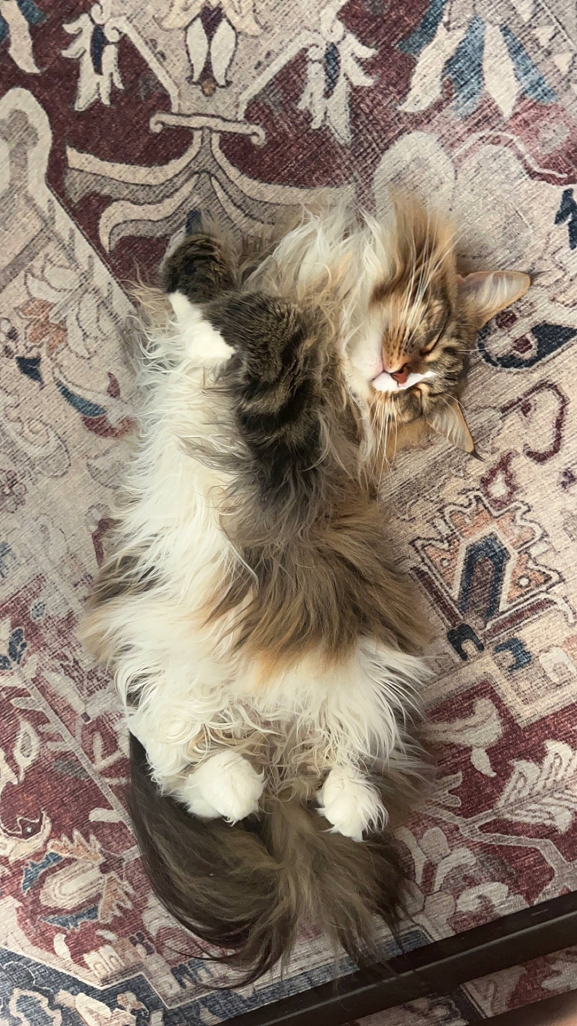 Nova