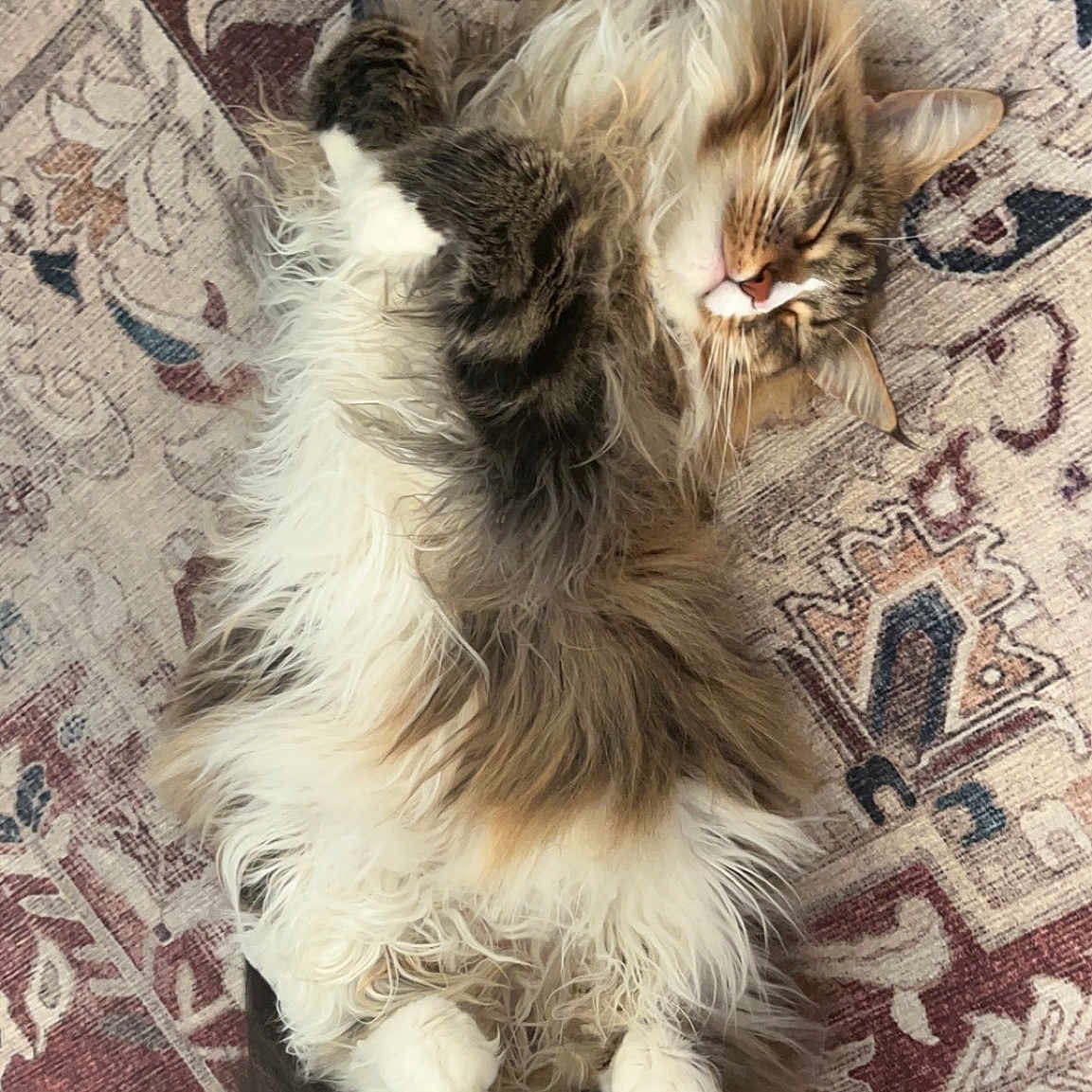 Nova