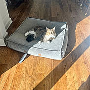 Nova is registered to the contest to win money with this photo: cat, pet, animal, fluffy, cushion, indoor, wooden_floor, sunlight, shadow, home, furniture, chair, table, relaxing, comfort, domestic, living_room, cozy, resting, cute