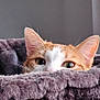 Pompon a rejoint le concours — aidez-le/la à gagner de superbes lots ! cat, orange_cat, white_cat, peeking, blanket, purple_blanket, cozy, fluffy, ears, eyes, indoor, pet, cute, feline, curious, resting, soft_texture, closeup, animal, home