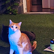 Pompon participe au concours pour gagner de l'argent avec cette photo : cat, orange_cat, white_cat, black_cat, artificial_grass, door, indoor, evening, shadow, animal, pet, feline, curious, sitting, open_door, floor, home, cozy, quiet, still_life