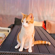 Pompon a rejoint le concours — aidez-le/la à gagner de superbes lots ! cat, orange_and_white, sitting, table, outdoor, wicker_table, curious, pet, animal, feline, domestic_cat, sunlight, blurred_background, garden, porcelain_jug, home, relaxed, looking_away, tail, four_legs