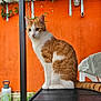 Pompon participe au concours pour gagner de l'argent avec cette photo : cat, orange_wall, outdoor, table, pet, animal, feline, curious, sitting, garden, plant, chair, covered_chair, daylight, whiskers, ears, tail, fur, domestic_animal, looking