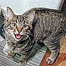 Kuhna is registered to the contest to win money with this photo: cat, tabby, pet, indoor, carpet, striped_carpet, collar, meowing, green_eyes, fur, whiskers, floor, wood_floor, texture, animal, cute, curious, close_up, domestic_cat, feline