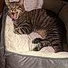 Kuhna joined the competition — help win amazing prizes! cat, tabby_cat, pet_bed, yawning, sleeping, striped_fur, cozy, indoor, feline, animal, paw, whiskers, relaxed, cute, soft_texture, cushion, resting, furry, domestic_animal, mammal