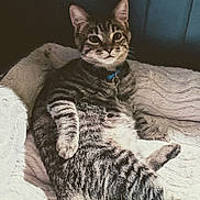 Kuhna joined the competition — help win amazing prizes! cat, tabby_cat, pet, feline, collar, indoor, bed, cozy, relaxed, striped_fur, animal, cute, resting, soft_texture, comfort, looking_at_camera, whiskers, ears, paw, domestic_animal