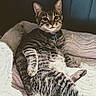 cat, tabby_cat, pet, feline, collar, indoor, bed, cozy, relaxed, striped_fur, animal, cute, resting, soft_texture, comfort, looking_at_camera, whiskers, ears, paw, domestic_animal