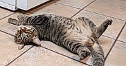 Kuhna is registered to the contest to win money with this photo: cat, tabby_cat, pet, indoor, floor, tile_floor, relaxed, lying_down, green_eyes, fur, whiskers, paw, tail, domestic_animal, mammal, house, room, door, playful, cute