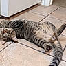 cat, tabby_cat, pet, indoor, floor, tile_floor, relaxed, lying_down, green_eyes, fur, whiskers, paw, tail, domestic_animal, mammal, house, room, door, playful, cute